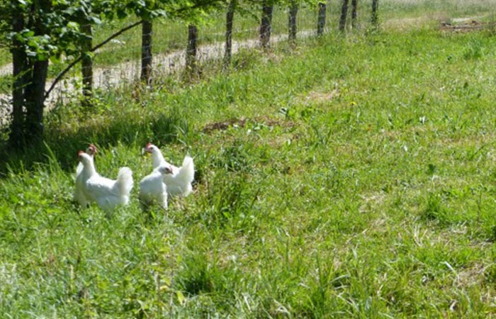 éleveur de volaille Marboz