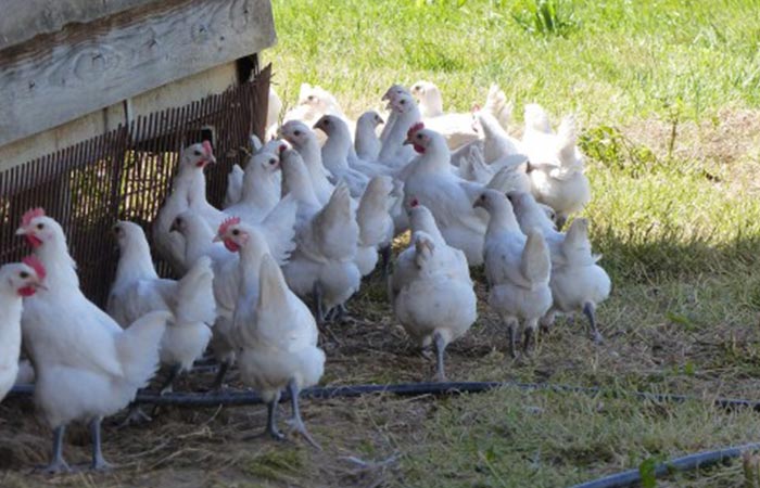 éleveur de volaille Marboz