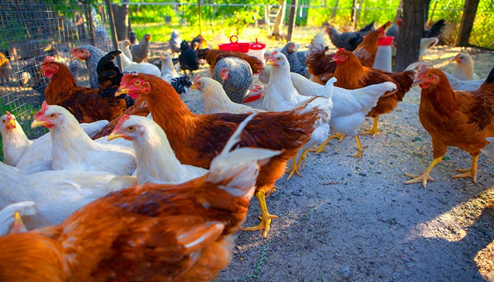 éleveur de volaille Marboz