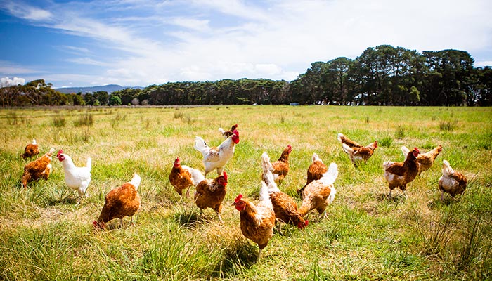 éleveur de volaille Marboz