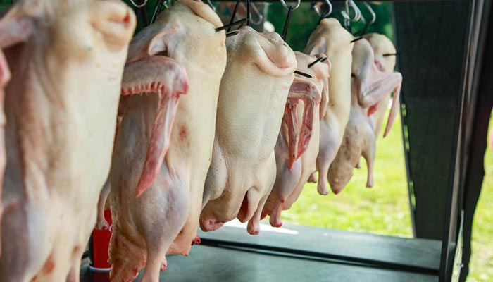 Vente directe de volailles à Marboz